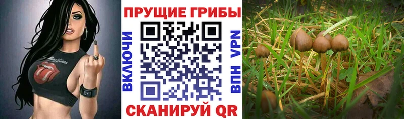 наркошоп  Красавино  Галлюциногенные грибы прущие грибы 